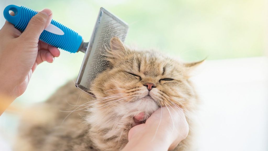 Pet Grooming Care